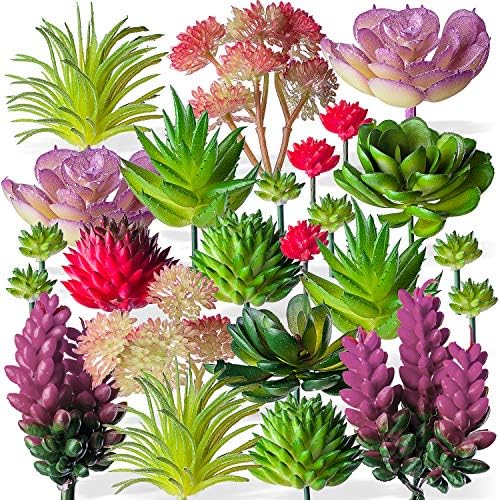 Assorted Mini Succulents