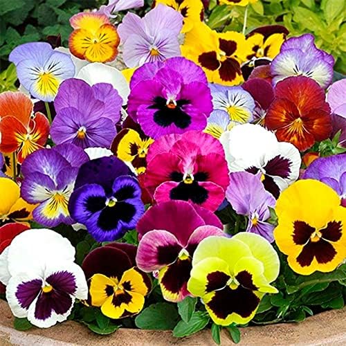 Perennial Flower Seeds