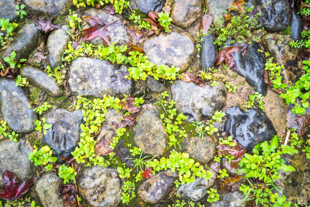 Rock Garden Landscaping