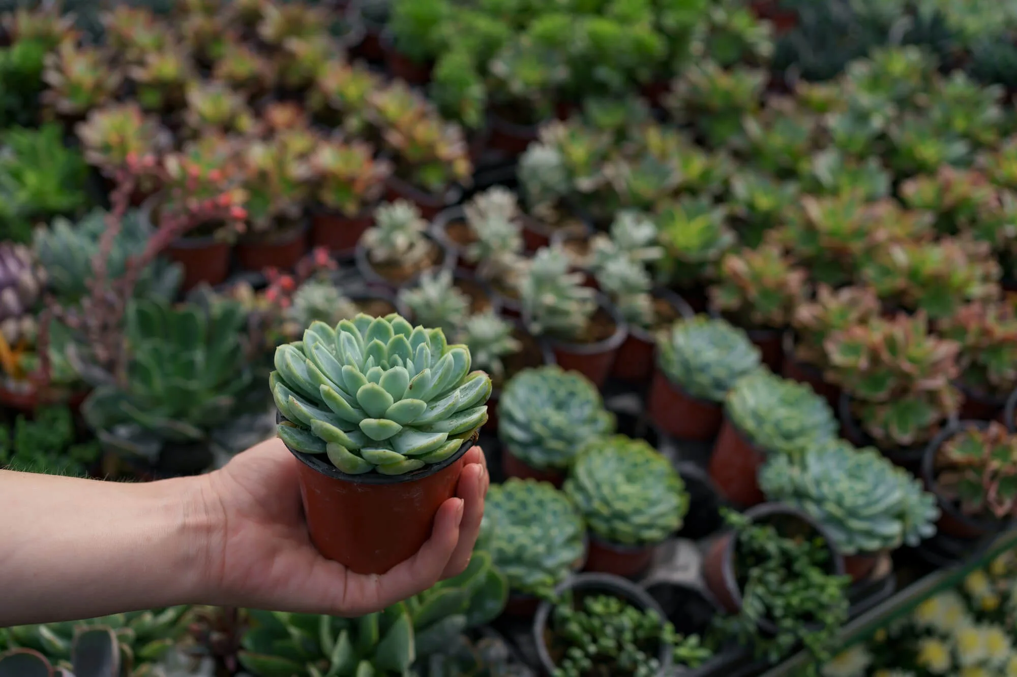 Front yard succulent garden ideas, Succulent rock garden, Succulent vertical wall, Succulent pathway, Succulent containers