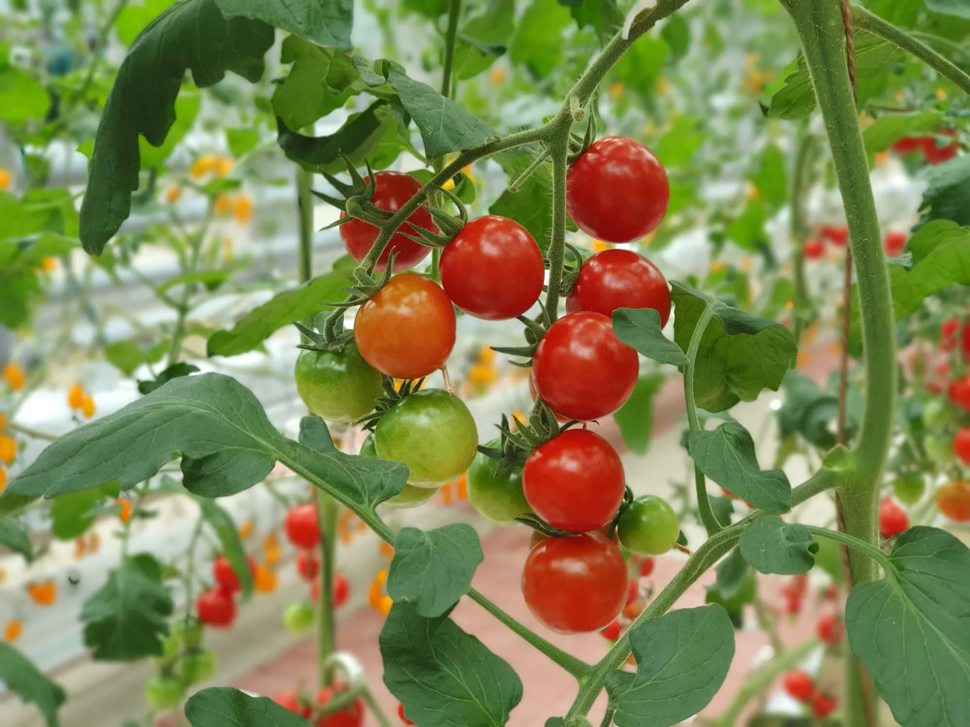 growing tomatoes indoors, lights