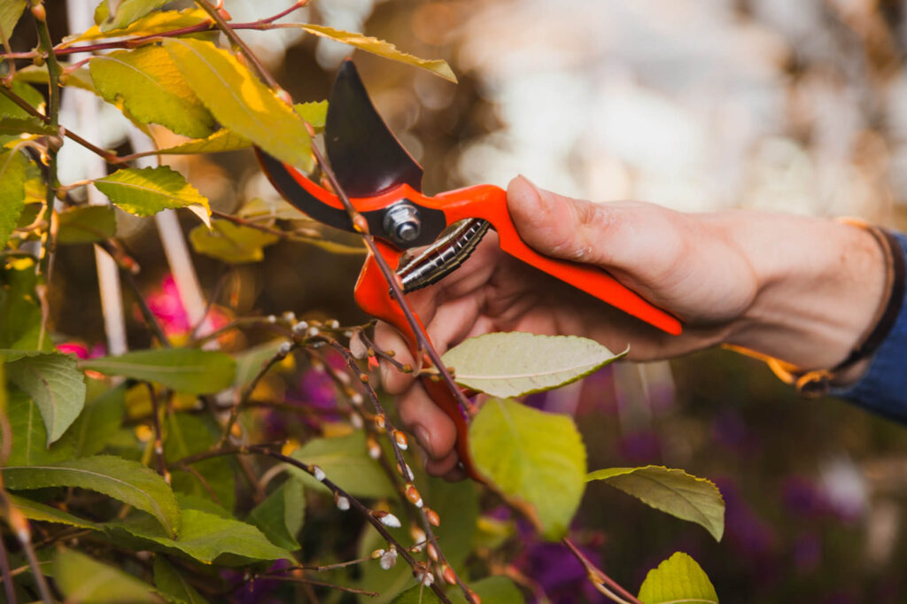 Pruning Shears