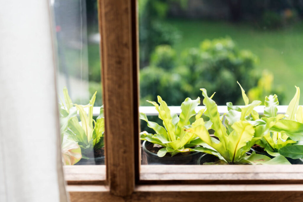 Indoor Gardening