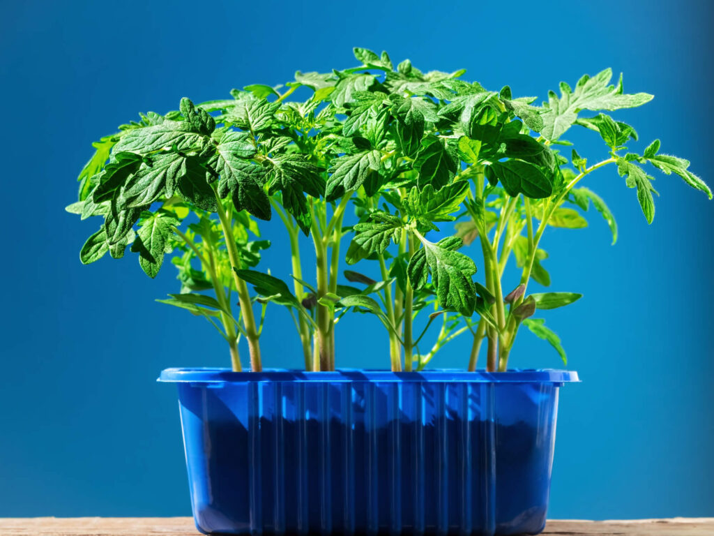 Tomato cultivation indoors