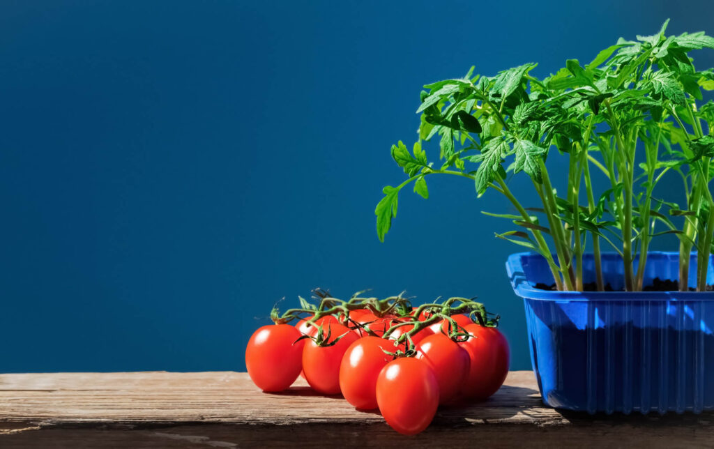 Maximizing space for indoor tomato plants