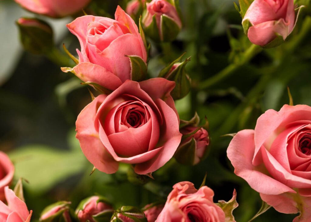 Companion Plants for Roses