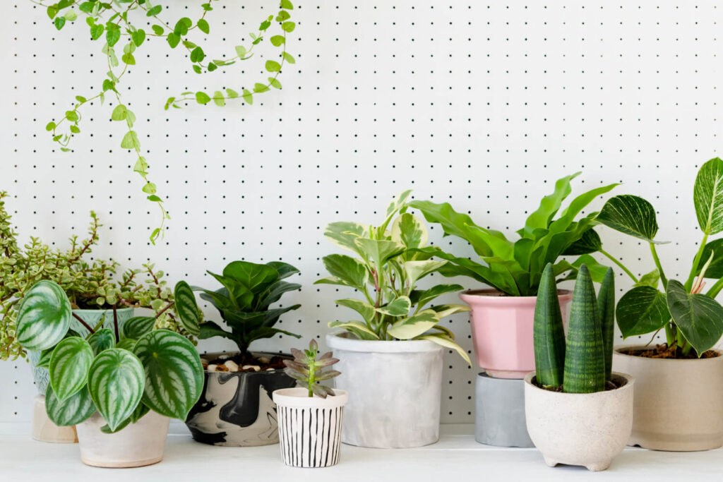 plants