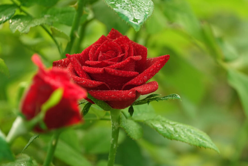 DIY Rose Gardening