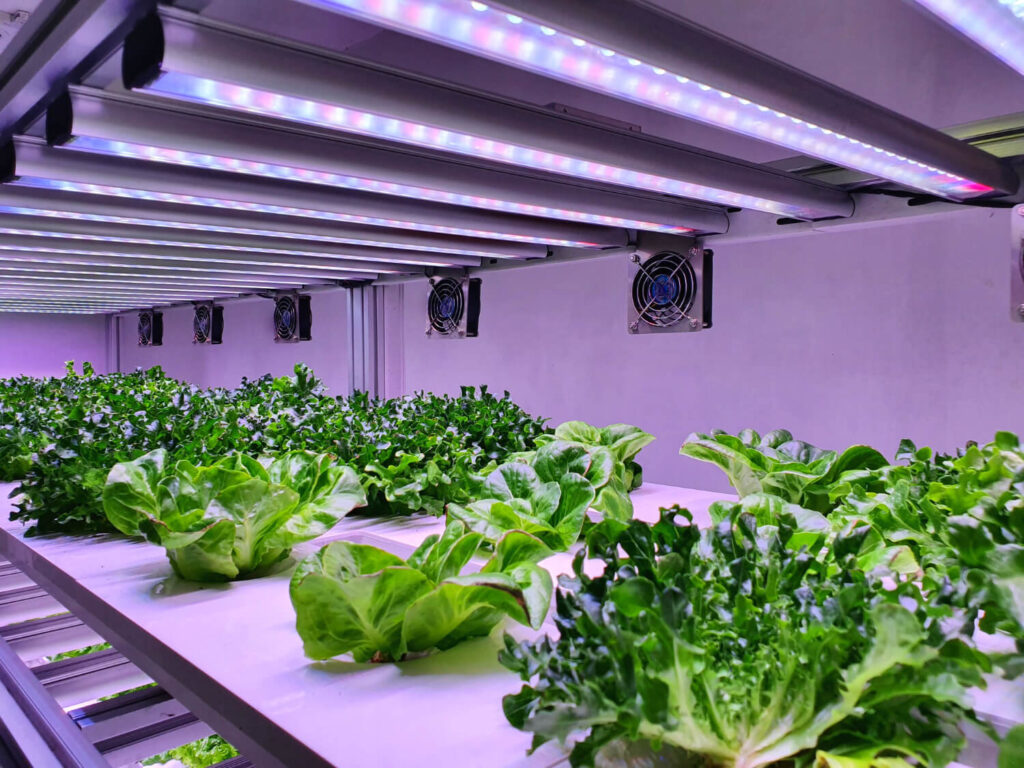Solar Garden Lights