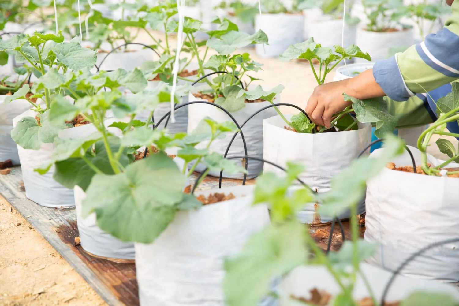 Electroculture Gardening